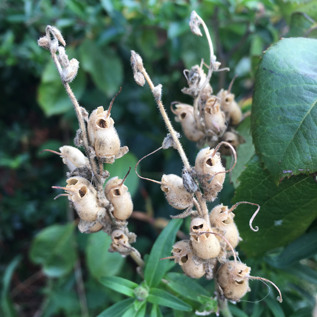 Snapdragon Skulls